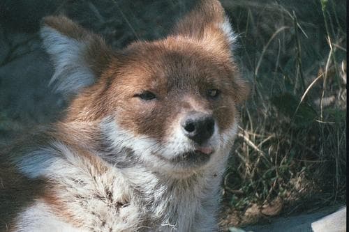 Dhole