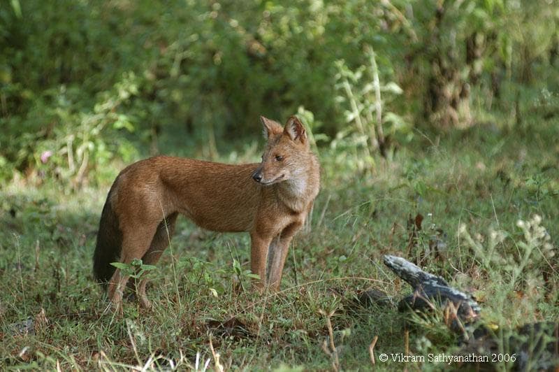 Dhole