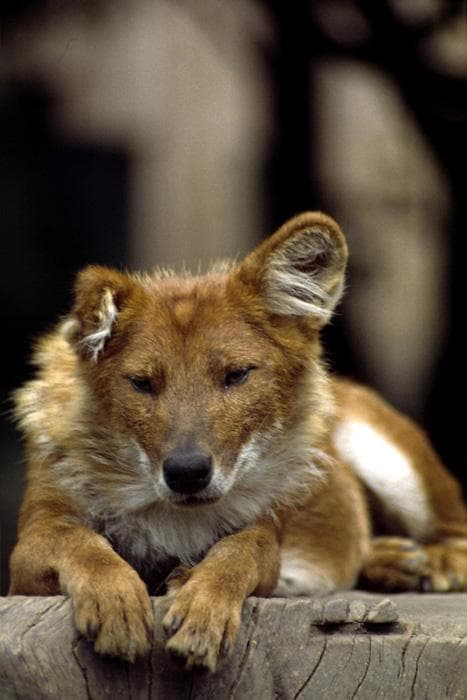 Dhole