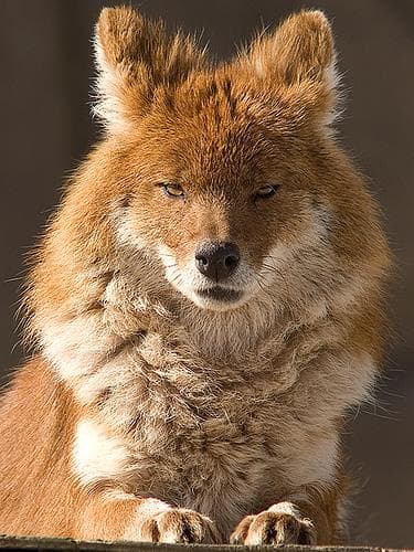 Dhole