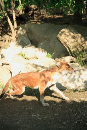 Dhole