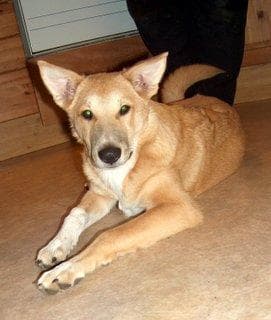 Dhole
