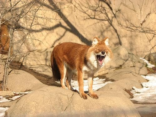 Dhole