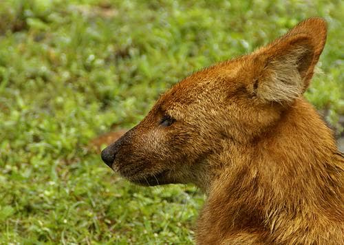 Dhole