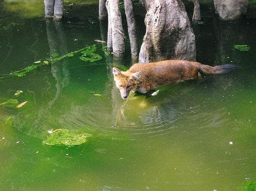 Dhole