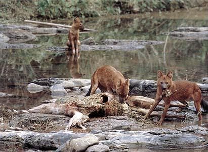 Dhole