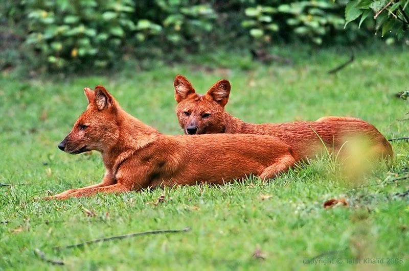 Dhole