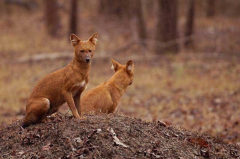 Dhole