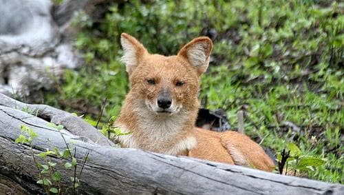 Dhole
