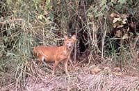 Dhole