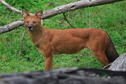 Dhole
