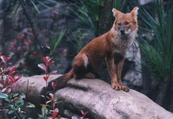 Dhole
