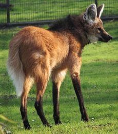 Dhole