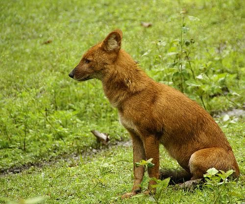 Dhole