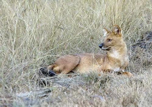 Dhole
