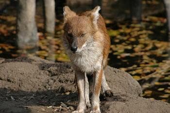 Dhole