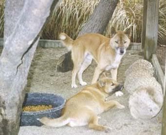 Dhole