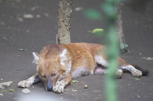 Dhole