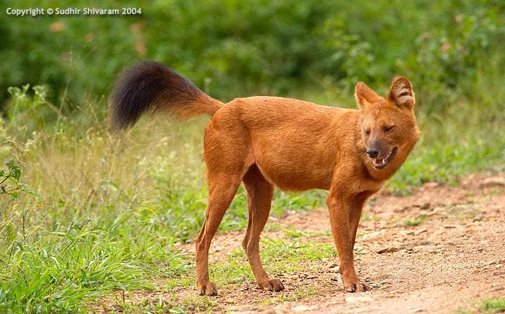 Dhole