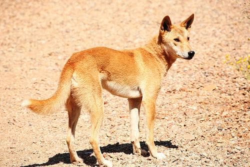 Dingo