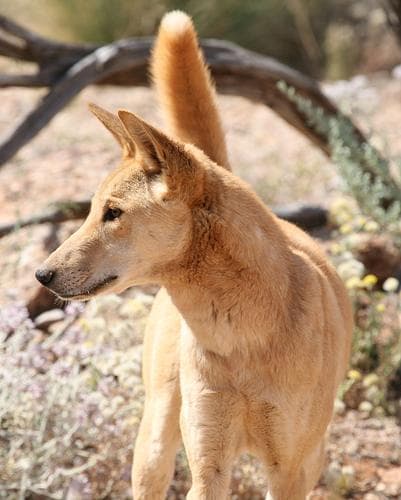 Dingo