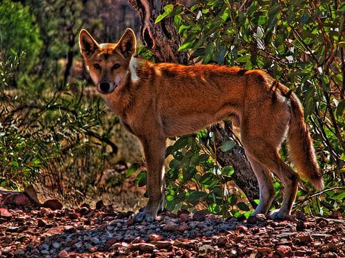 Dingo