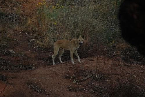 Dingo