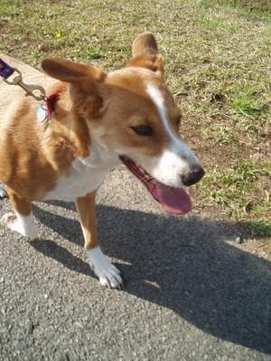 Dingo