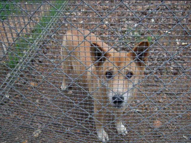 Dingo
