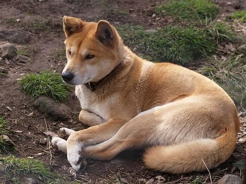Dingo