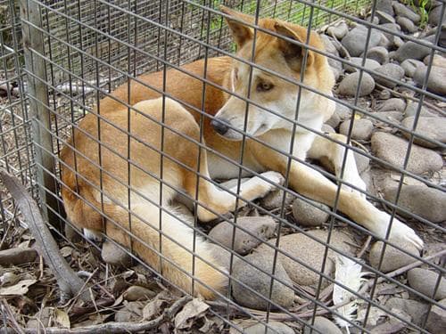 Dingo