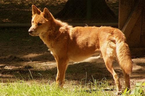 Dingo