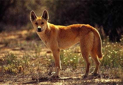 Dingo