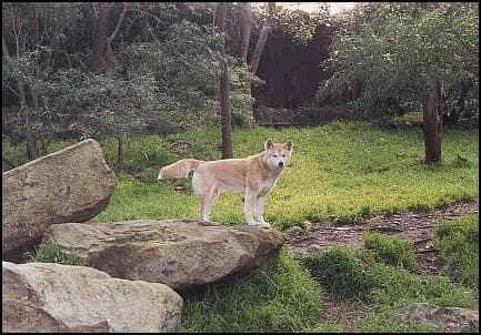 Dingo