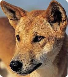 Dingo