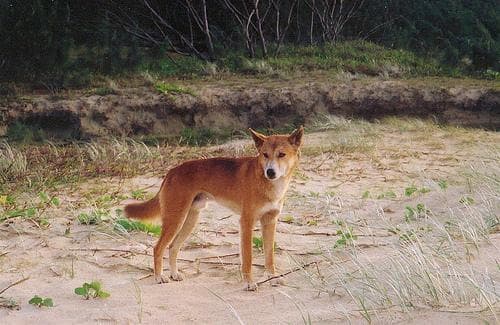 Dingo
