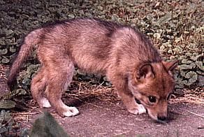 Dingo