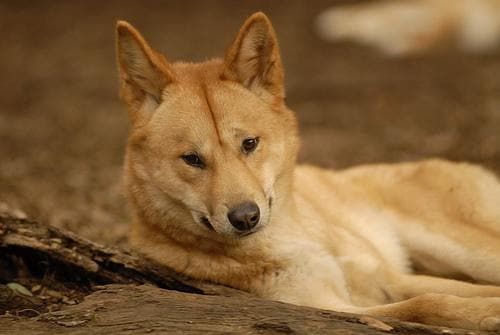 Dingo