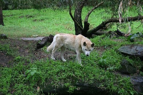 Dingo