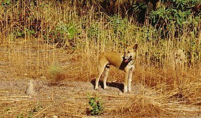 Dingo