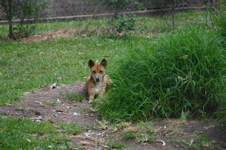 Dingo