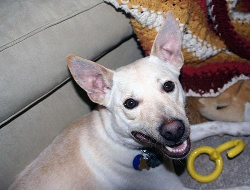 Dingo