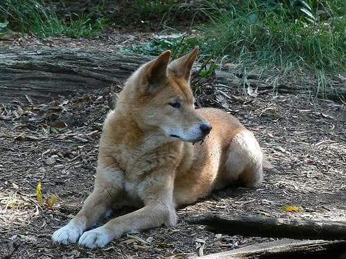 Dingo