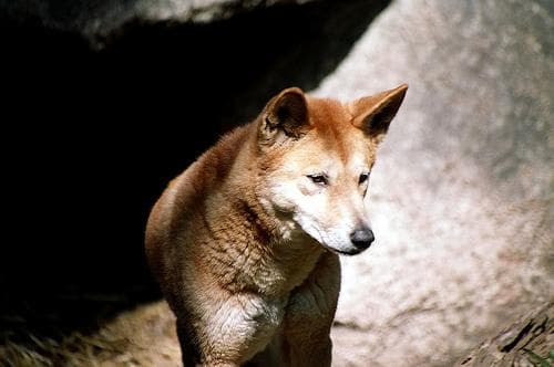 Dingo