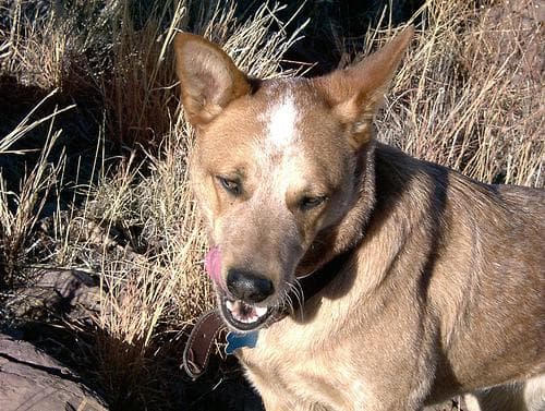 Dingo