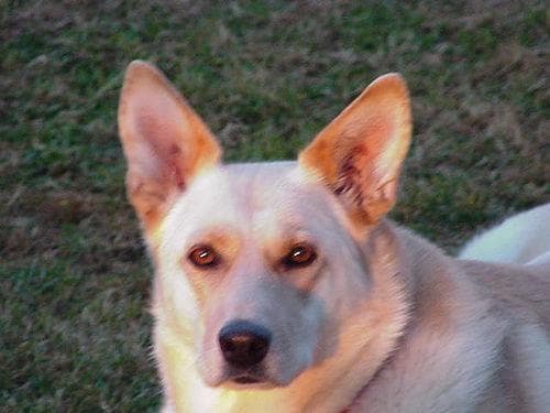 Dingo