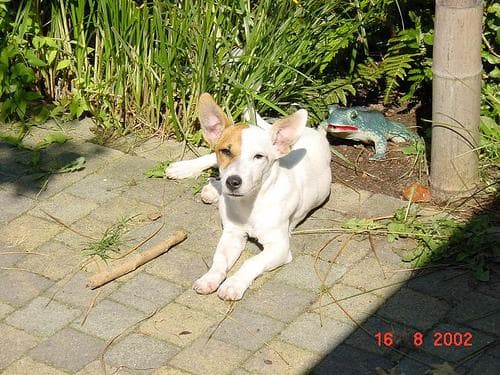 Dingo