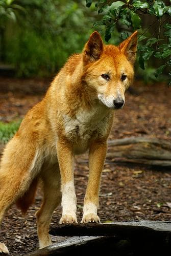 Dingo