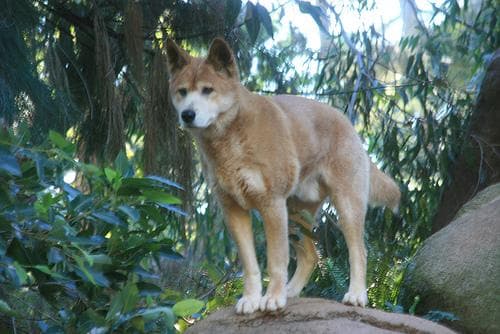 Dingo