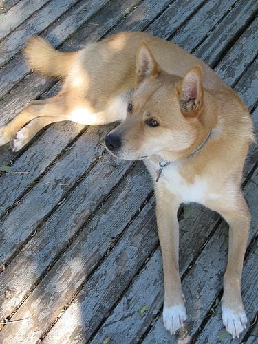 Dingo